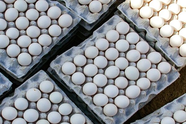 فیلم / رکورد شکنی تولید تخم مرغ در کشور