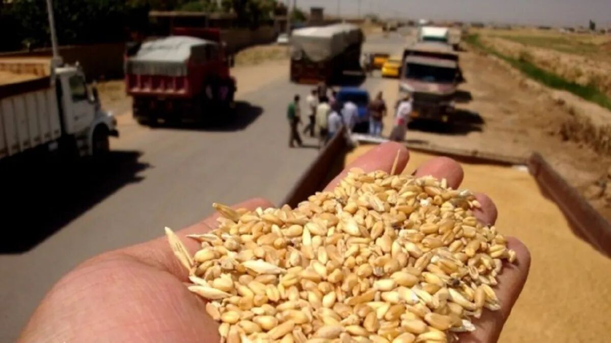 بحران غذا در عراق؛‌ کشف ۵ کامیون قاچاق گندم