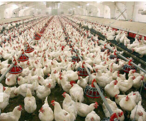 کاهش ۵۰ درصدی تولید گوشت مرغ در کشور تکذیب شد