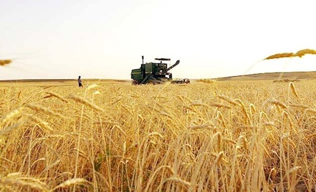 رشد 4 میلیون تنی گندم ایران نسبت به پارسال