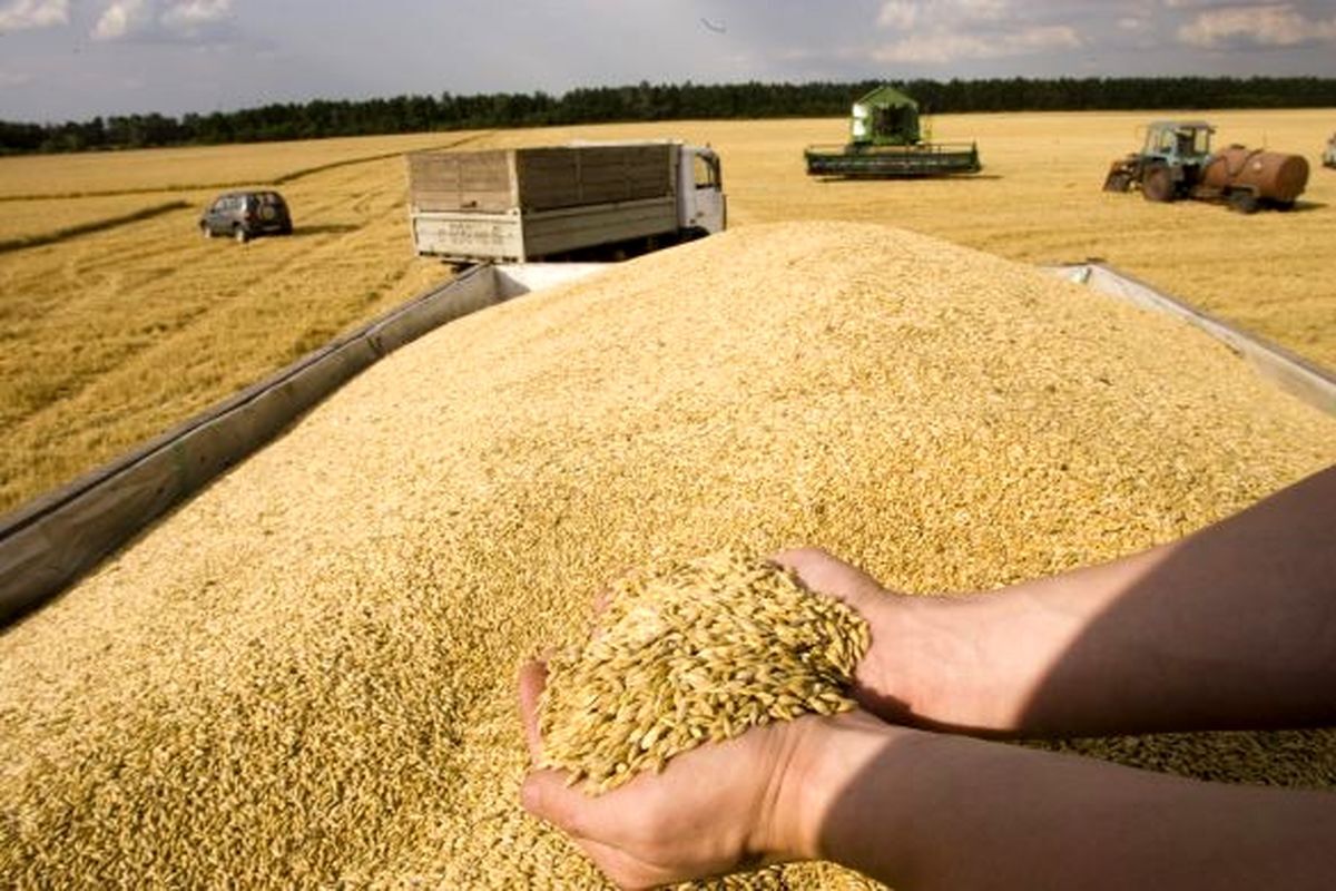 افزایش ۴۲ تا ۷۶ درصدی قیمت گندم صادراتی در بازارهای جهانی