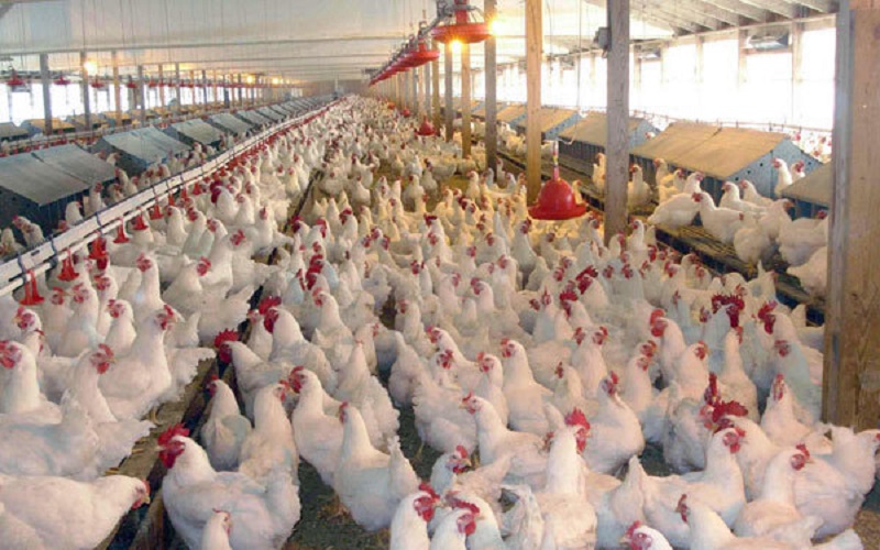 تأمین ذخیره استراتژیک گوشت مرغ توسط دولت