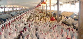 تأمین ذخیره استراتژیک گوشت مرغ توسط دولت
