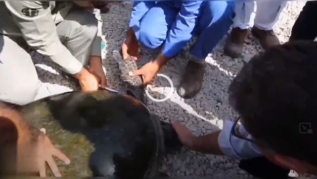 فیلم / تلاش برای حفاظت از نسل لاکپشت در پارک ملی دریایی نایبند