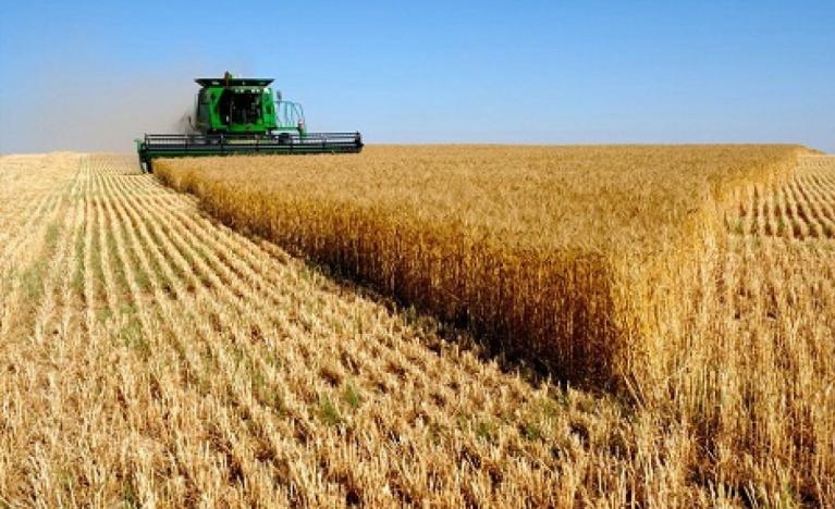 برنامه 3 ساله وزارت جهاد کشاورزی تا خودکفایی در تولید گندم