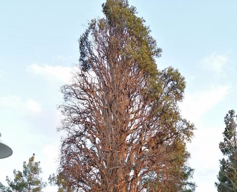 درخت سرو ۵۵۰ ساله کاشمر ثبت ملی شد