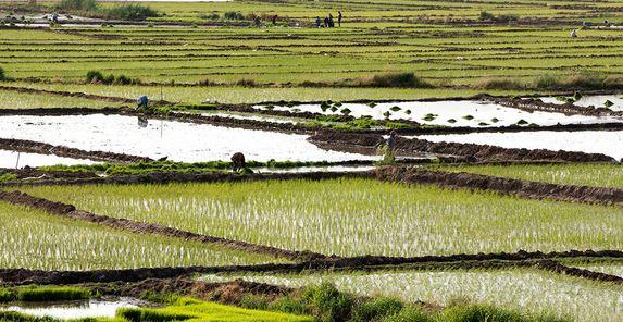 هدفگذاری برای افزایش ۷۰ هزار هکتاری سطح کشت قراردادی برنج