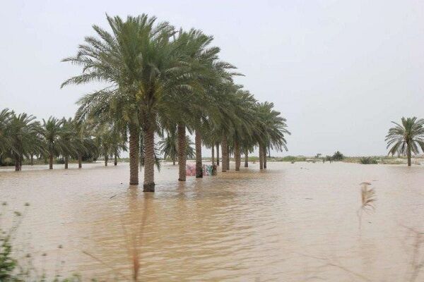 خسارت سامانه بارشی مونسون به بخش کشاورزی استان بوشهر