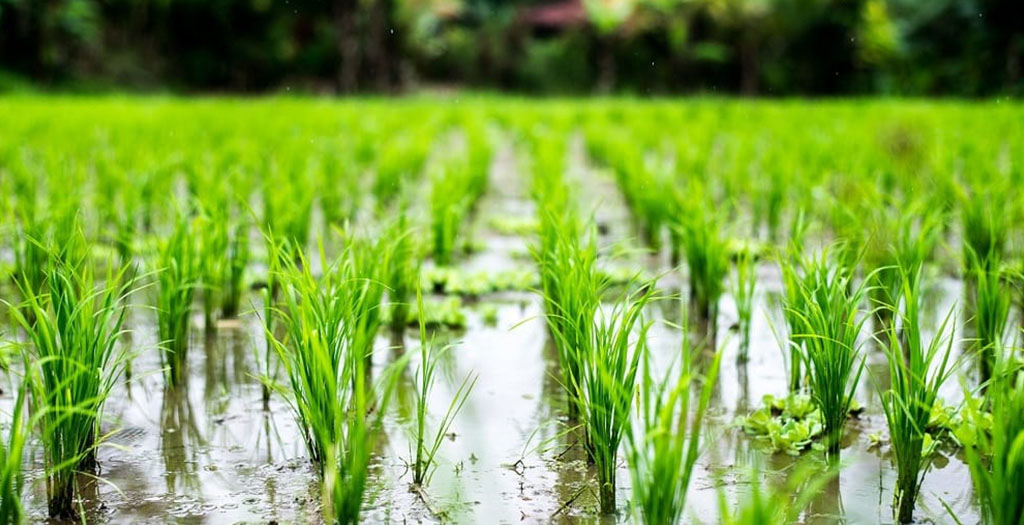 صرفه اقتصادی تولید برنج ارگانیک برای کشاورزان