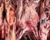 کشف 180 کیلو گرم گوشت فاسد در ماسال