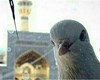 عکس سلفی کبوتر زیبای حرم امام رضا(ع)