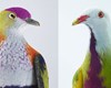 عجیب ترین و زیباترین کبوترهای جهان+تصاویر