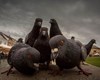 کبوترهای شهری شاخصی برای سنجش آلودگی سرب